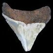 Bargain Megalodon Tooth - Maryland #29966-1